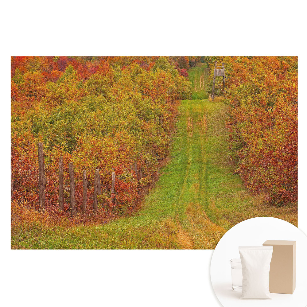 Papier peint photographique sur tissu non tissé Une route d'automne au milieu d'arbres aux couleurs chatoyantes