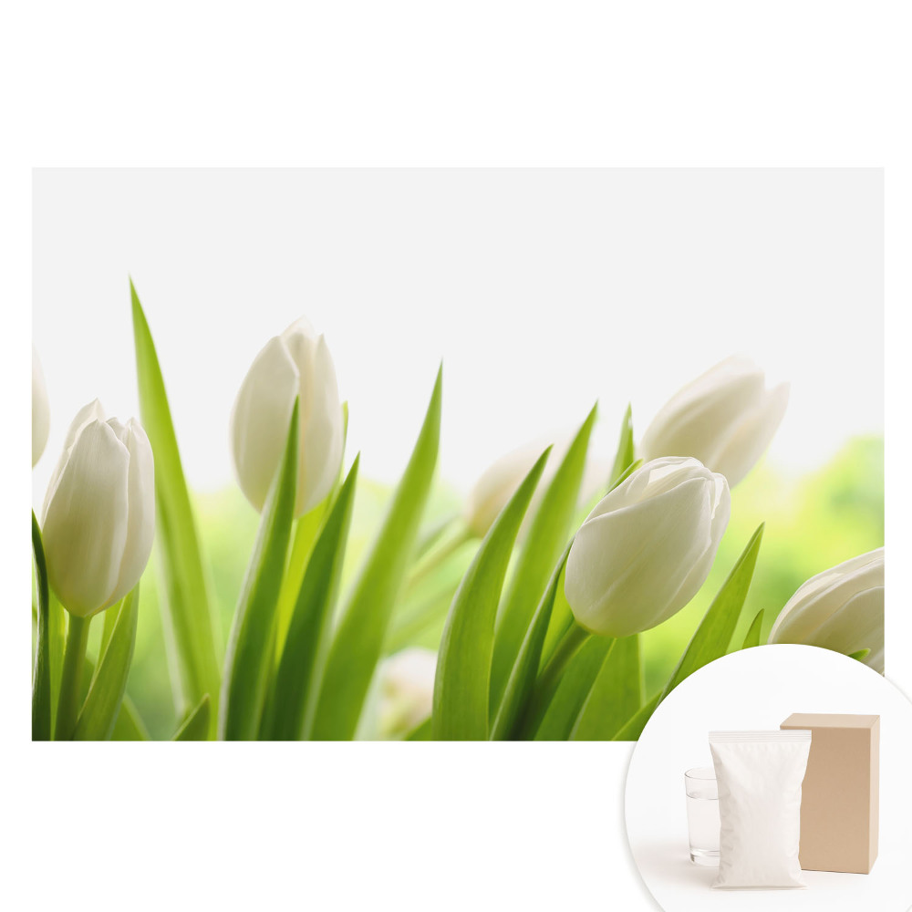 Papier peint photographique sur tissu non tissé Des tulipes blanches subtiles, une élégance moderne