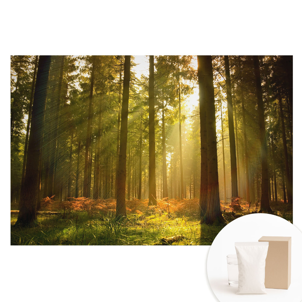 Papier peint intissé imprimé Forêt ensoleillée le matin