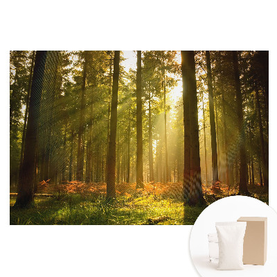 Papier peint intissé imprimé Forêt ensoleillée le matin