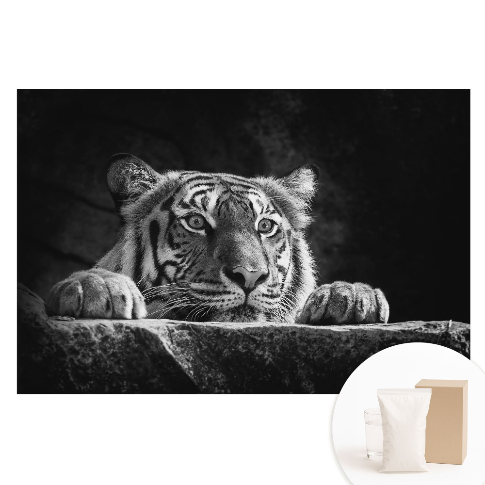 Papier peint photo sur intissé Tigre noir et blanc
