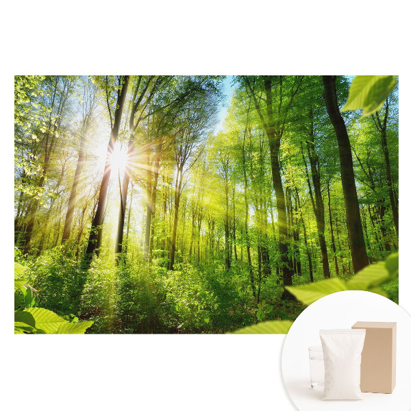 Papier peint photo sur tissu non tissé Énergie solaire des paysages forestiers.