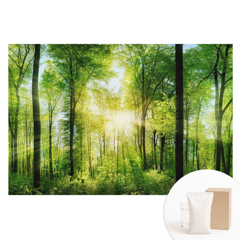 Papier peint intissé Forêt verte sous les rayons du soleil