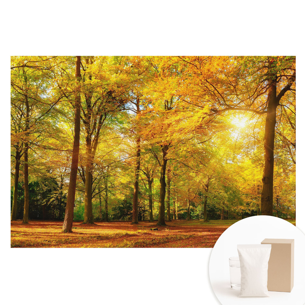 Papier peint photo sur tissu non tissé Panorama automnal de la forêt aux feuilles colorées