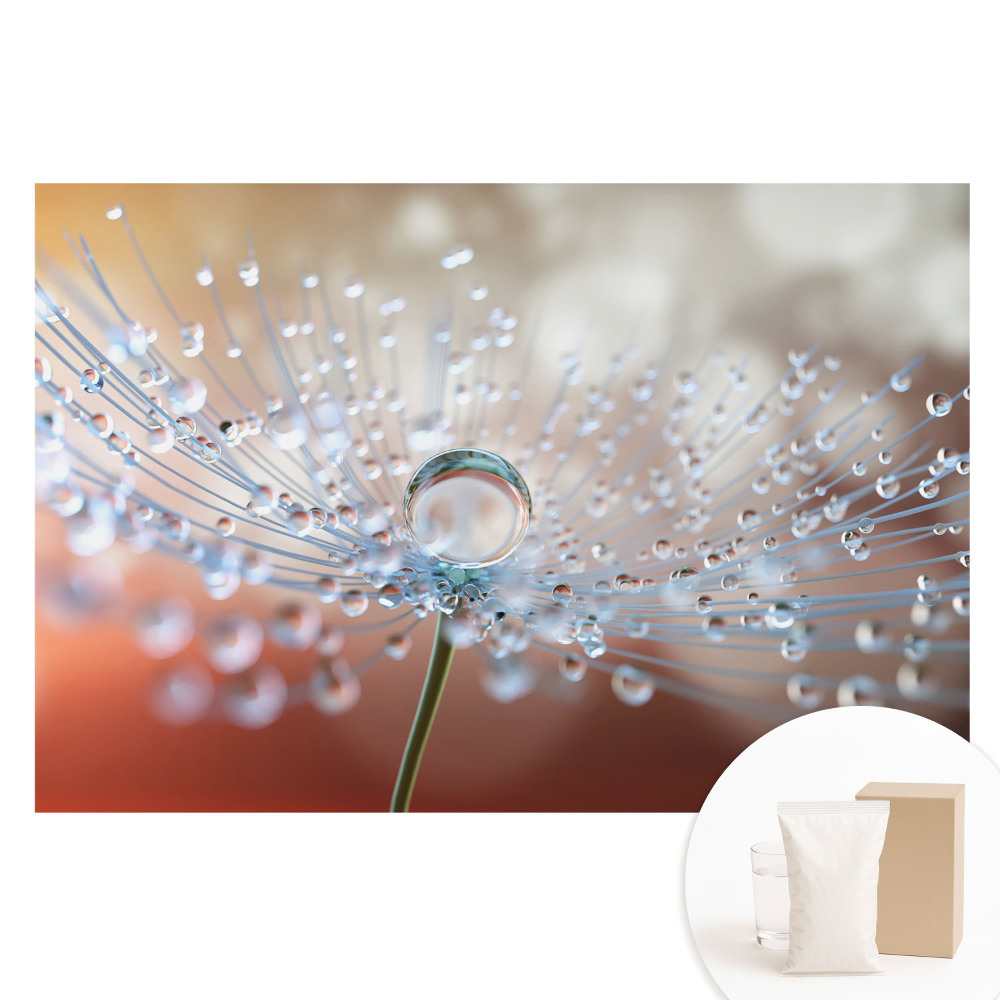 Papier peint photo sur tissu non tissé Une goutte transparente sur les fils du pissenlit