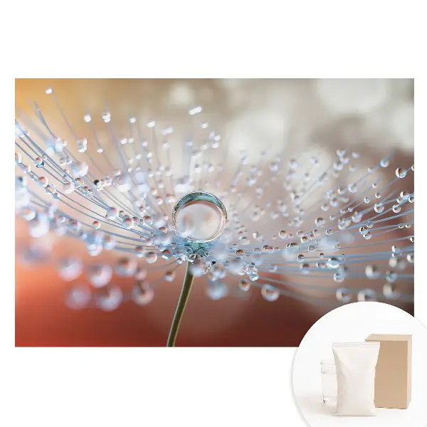 Papier peint photo intissé Goutte transparente sur pissenlit