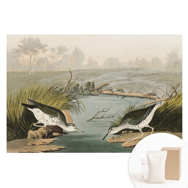 Papier peint intissé imprimé Oiseaux au bord du lac, harmonie de la nature