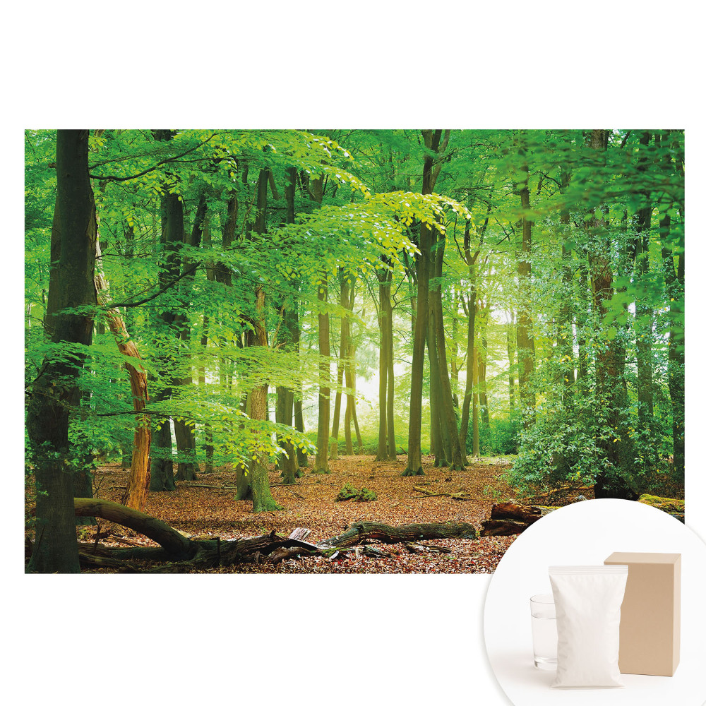 Papier peint photo intissé Paysage forestier avec rayons de soleil