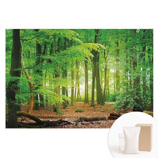 Papier peint photo imprimé sur tissu non tissé Paysage forestier avec des rayons de soleil