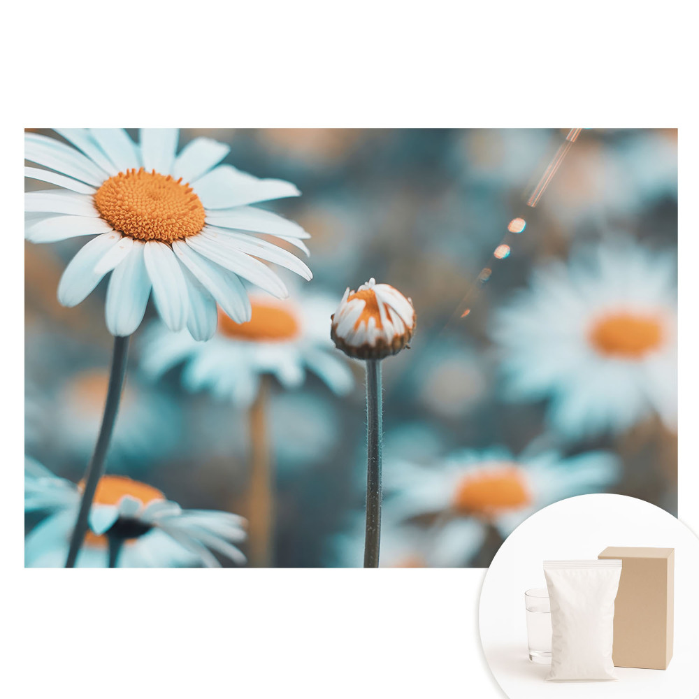 Papier peint intissé imprimé Les fleurs de camomille, d'une subtilité délicate, évoquent la paix