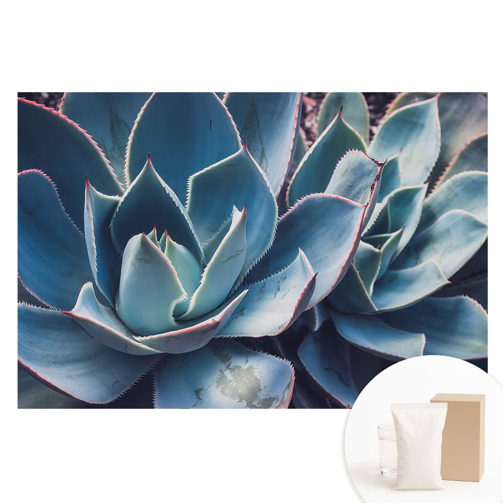 Papier peint intissé photographique minimalisme symétrique de feuilles succulentes