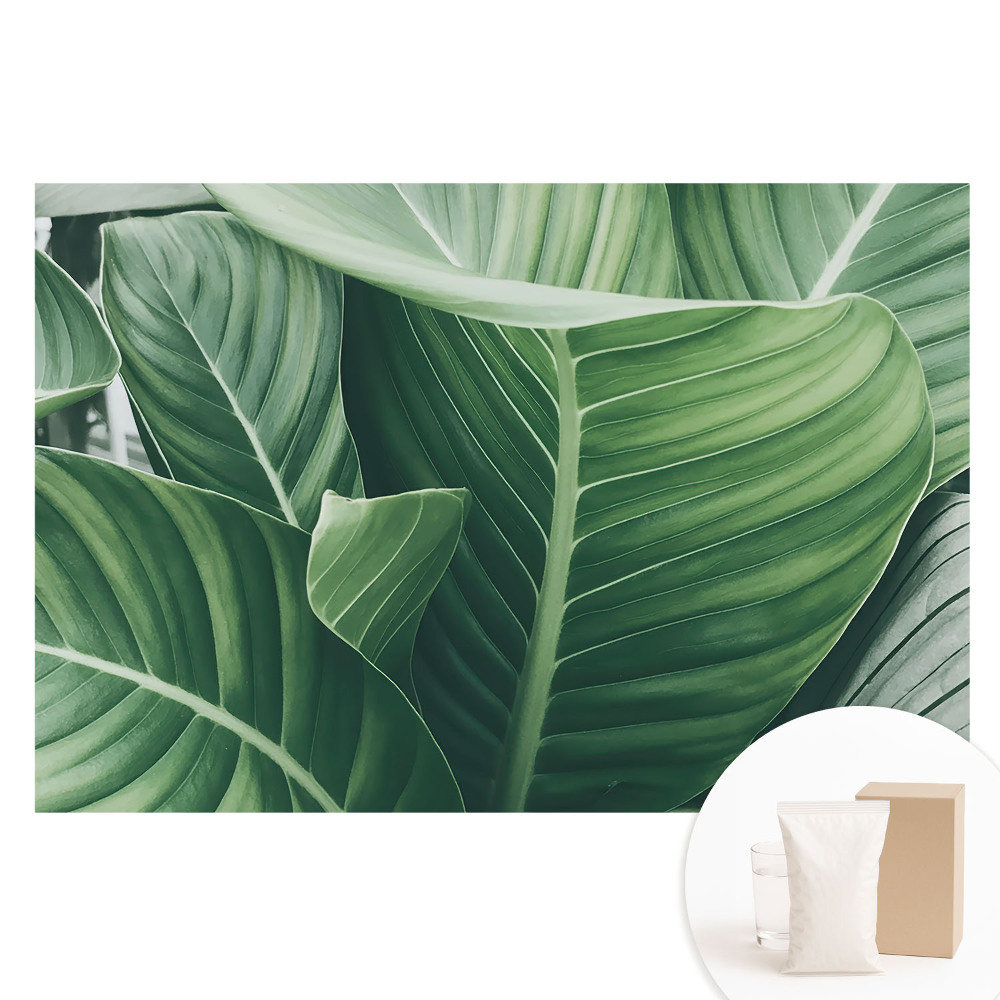 Papier peint intissé Feuilles vertes, nature, harmonie, modernité