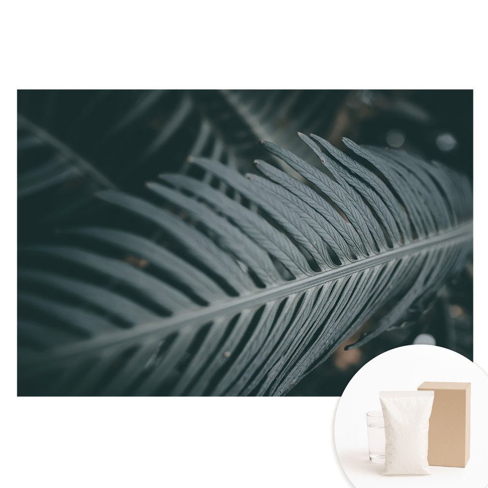 Papier peint photographique sur tissu non tissé Composition élégante de feuilles