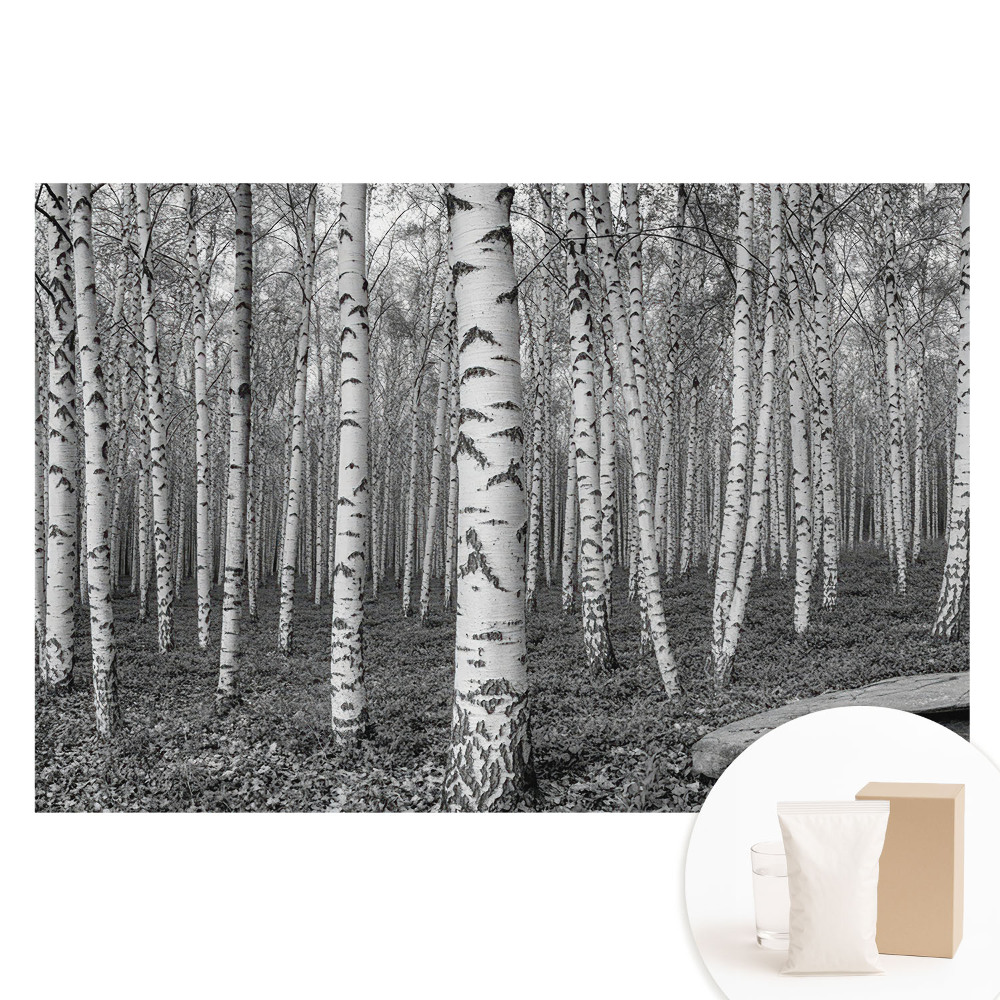 Papier peint intissé imprimé La paix de la nature dans une forêt de bouleaux, en harmonie.
