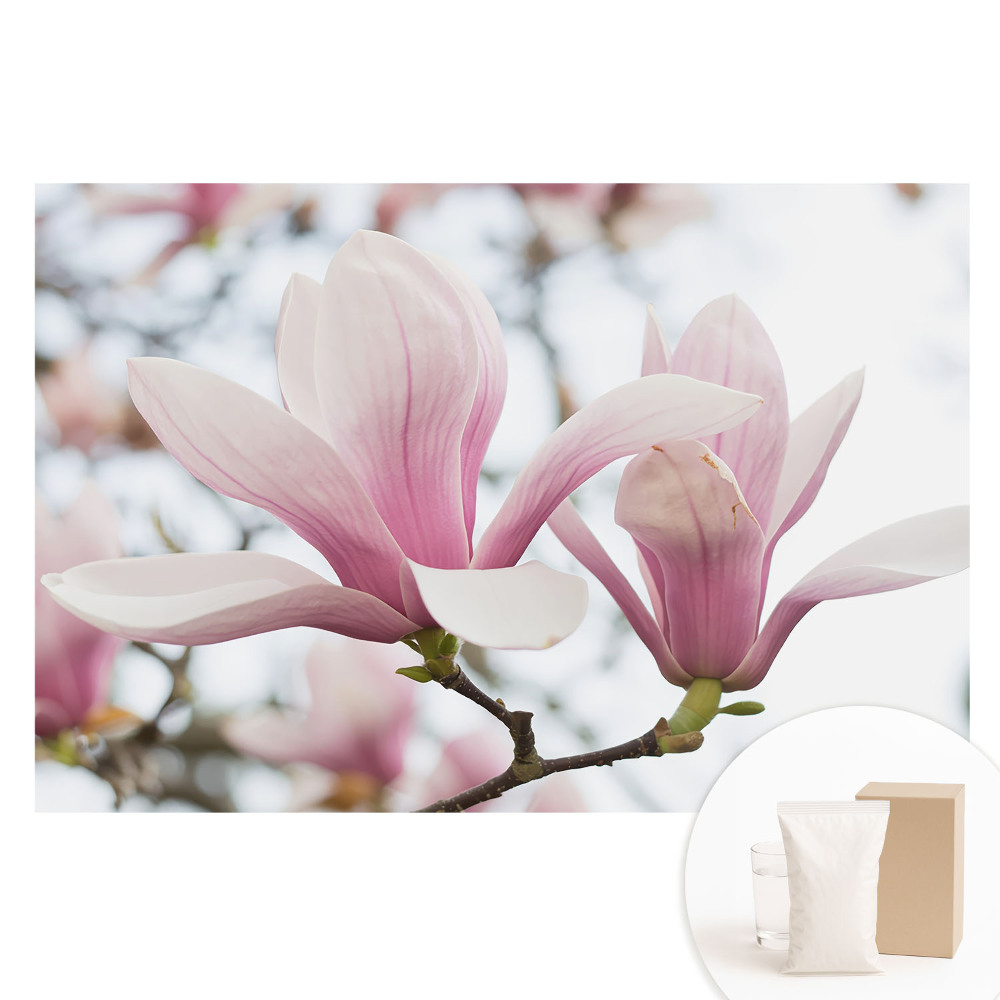 Papier peint intissé imprimé Les magnolias roses, nature romantique