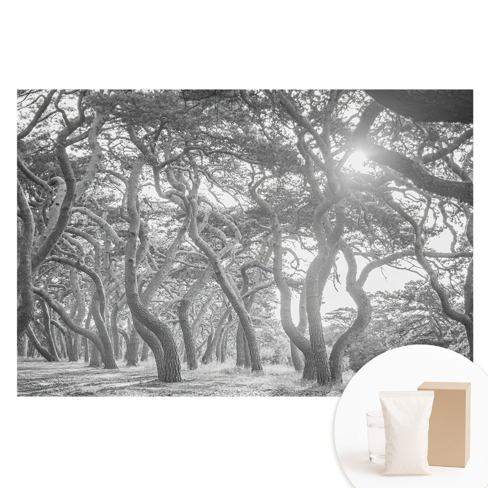 Papier peint panoramique intissé Forêt mystérieuse classique