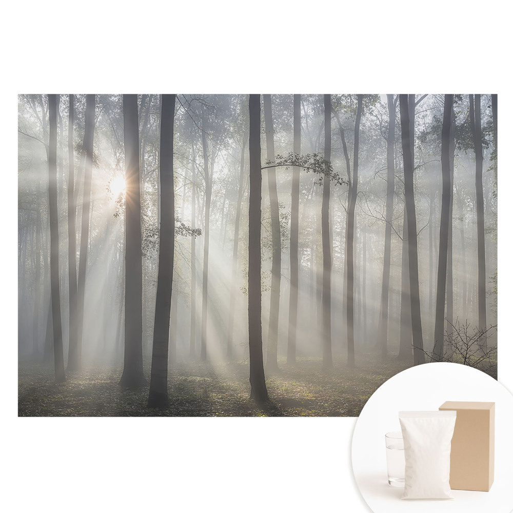 Papier peint photo grand format La paix du matin dans la forêt