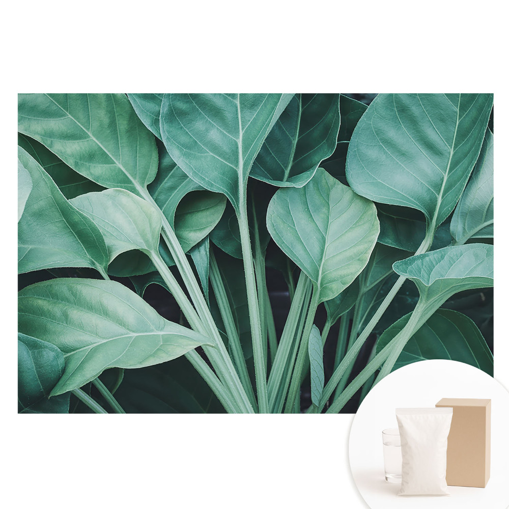 Papier peint intissé imprimé Feuilles vertes, harmonie avec la nature