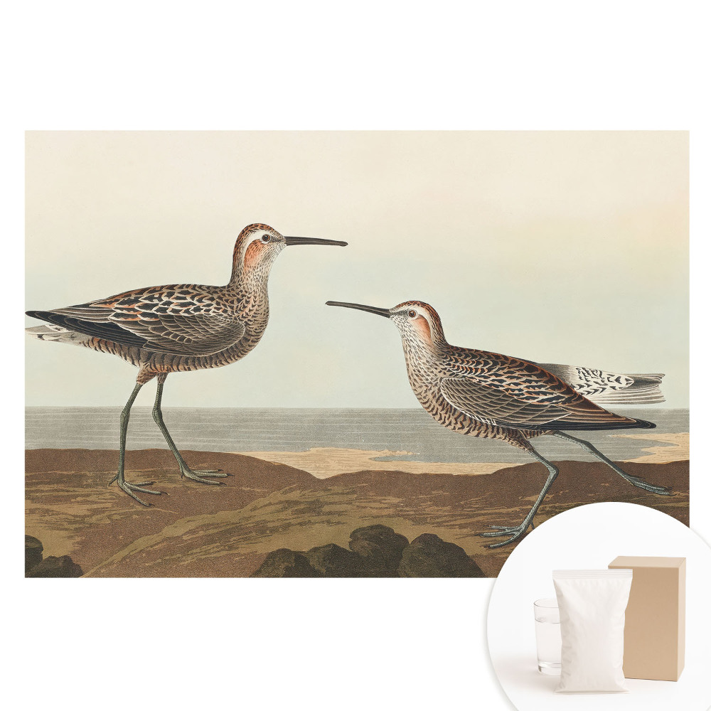 Papier peint photographique sur tissu non tissé Deux oiseaux sur le rivage