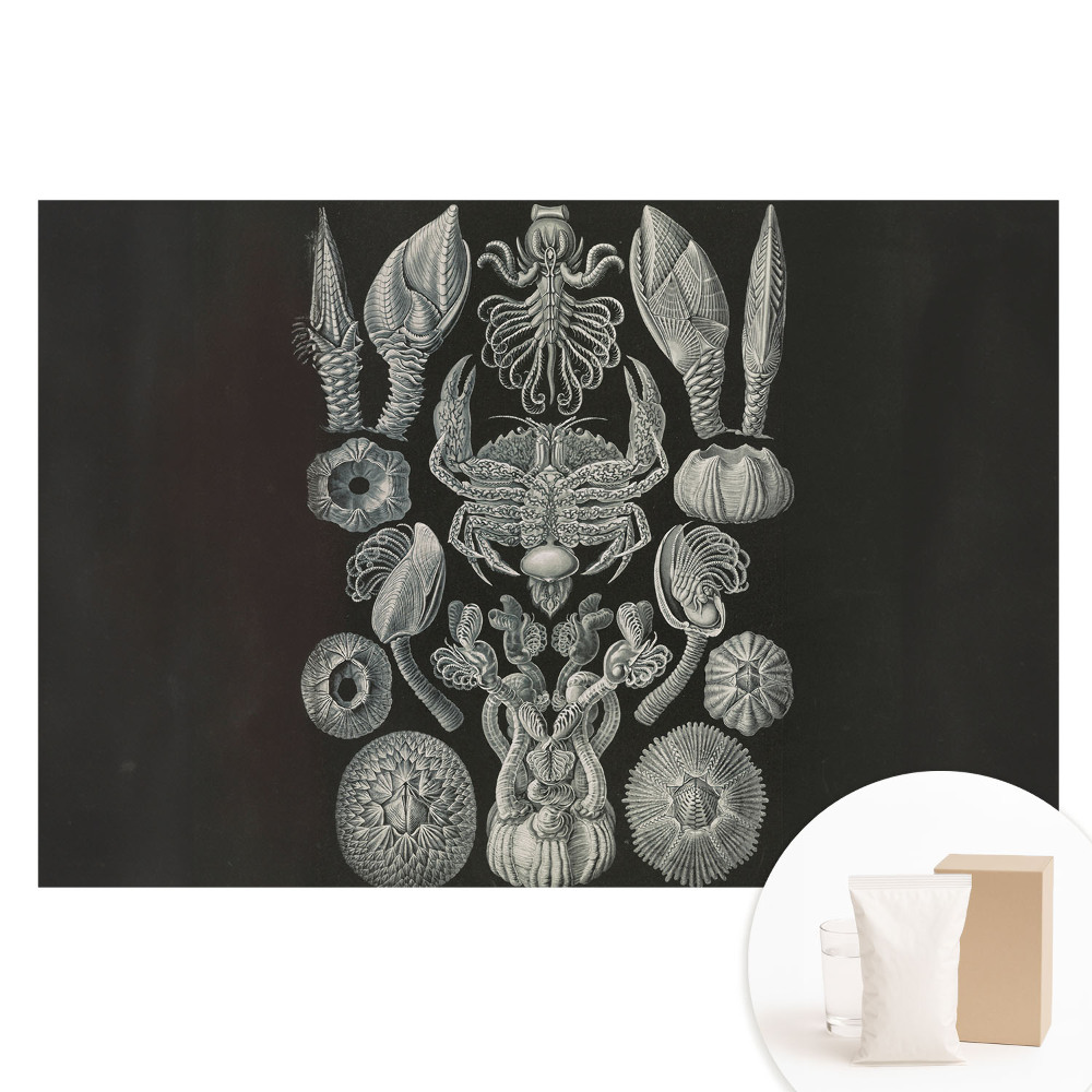 Papier peint intissé imprimé Gravure artistique d'organismes marins