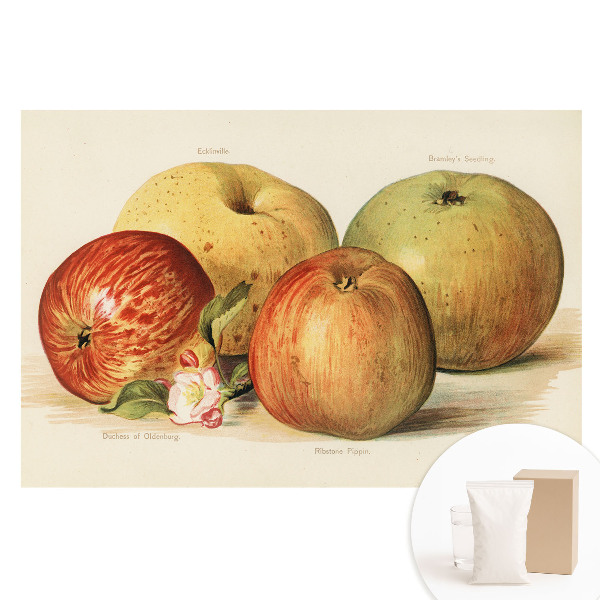 Papier peint intissé Quatre pommes, style classique des fleurs de pommier