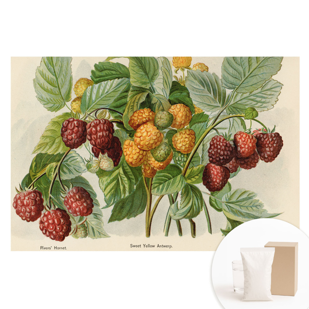 Papier peint panoramique Illustration botanique de framboises