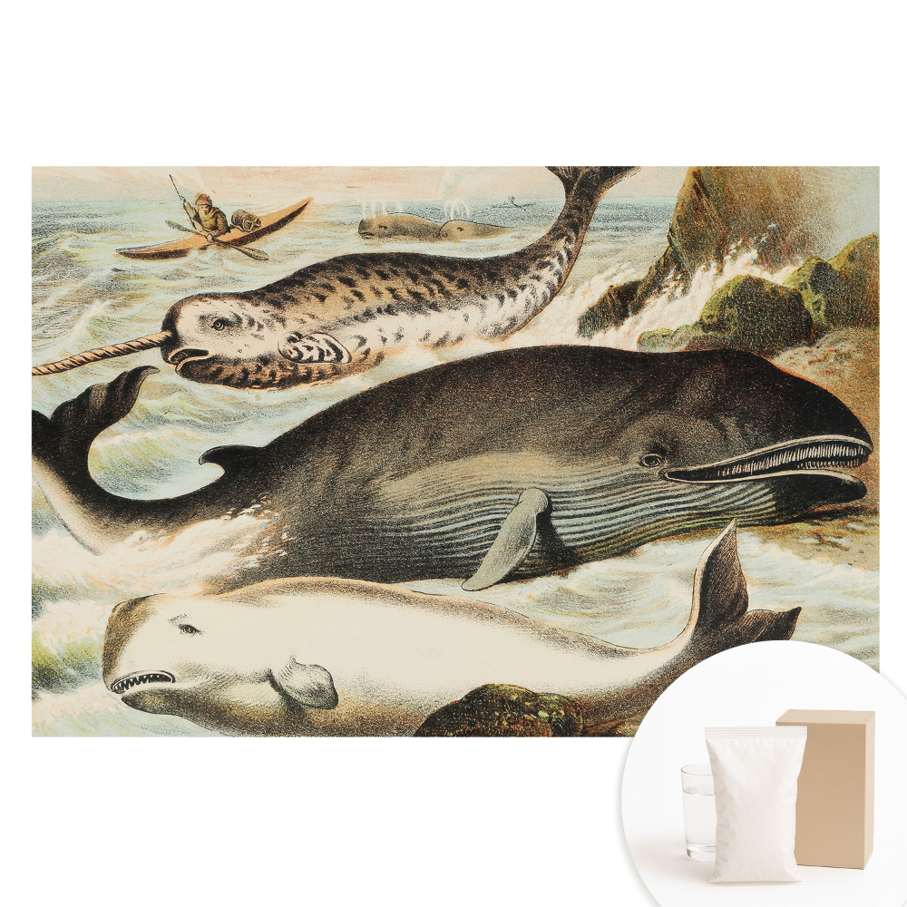 Papier peint photo imprimé sur tissu non tissé Illustration classique de cétacé avec un narval