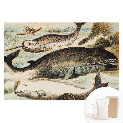 Papier peint photo imprimé sur tissu non tissé Illustration classique de cétacé avec un narval