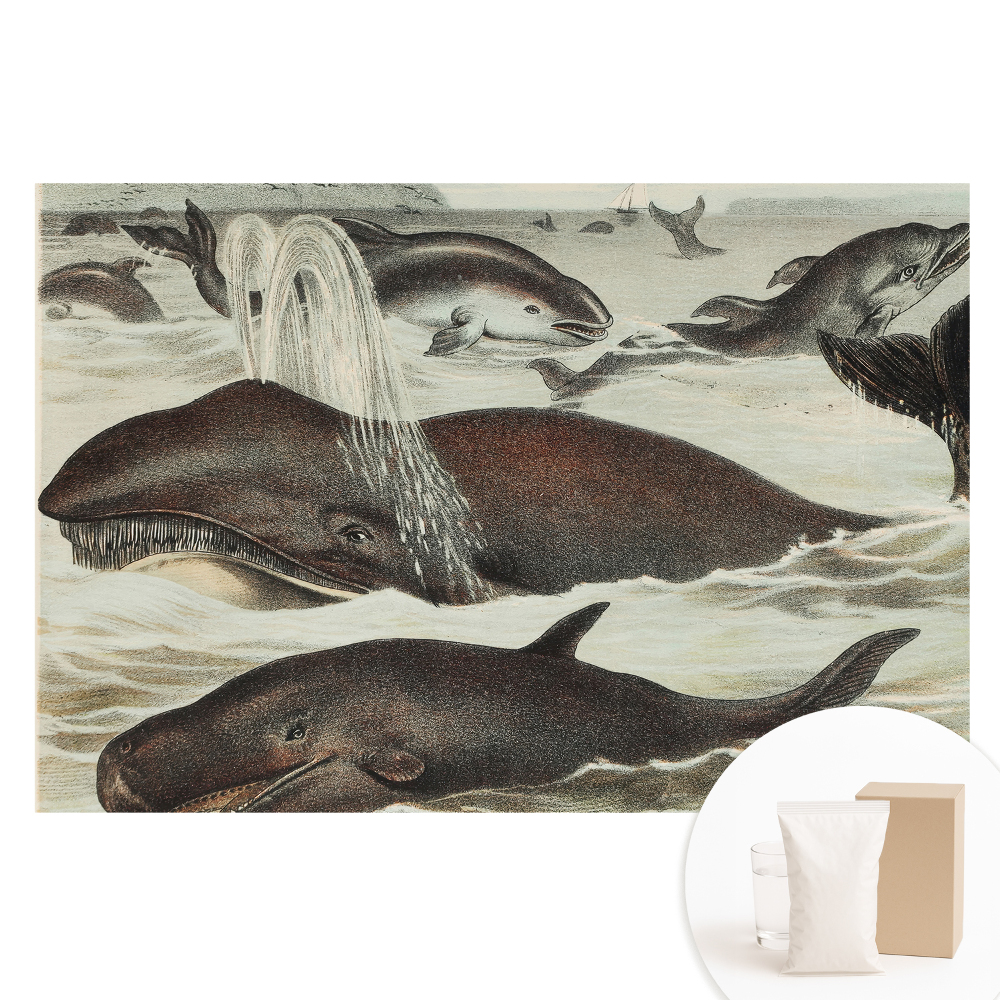 Papier peint panoramique intissé Harmonie des animaux aquatiques