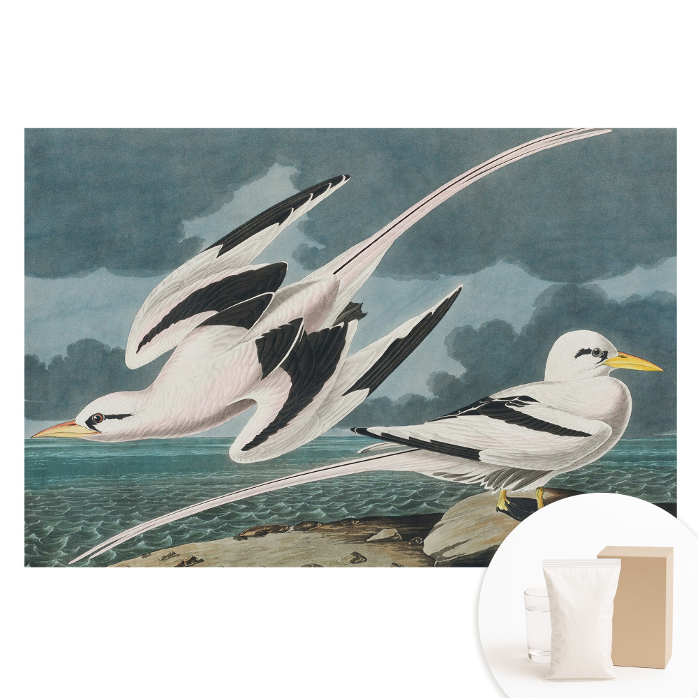 Papier peint photographique intissé Un tableau classique d'oiseaux au bord de la mer