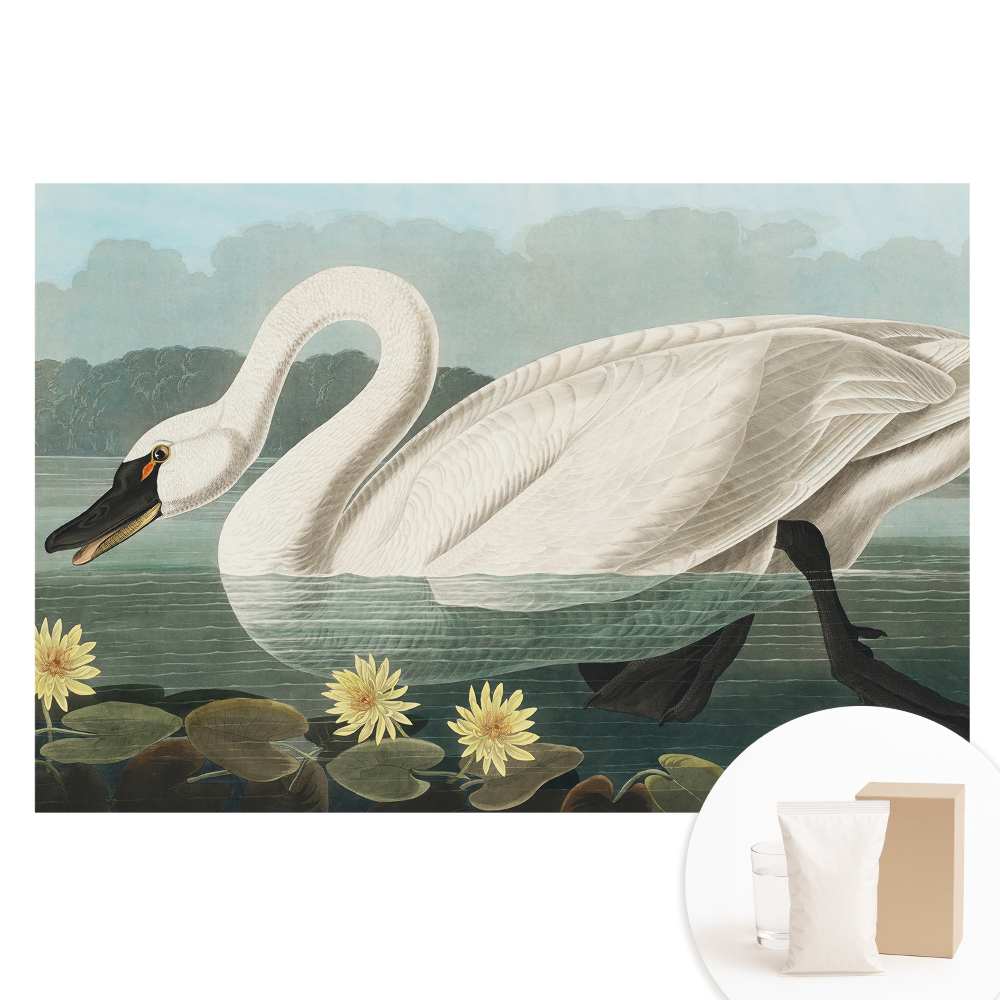 Papier peint intissé imprimé Cygne élégant et nénuphars, beauté classique