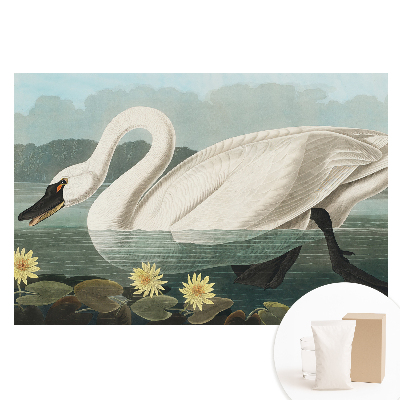 Papier peint intissé imprimé Cygne élégant et nénuphars, beauté classique