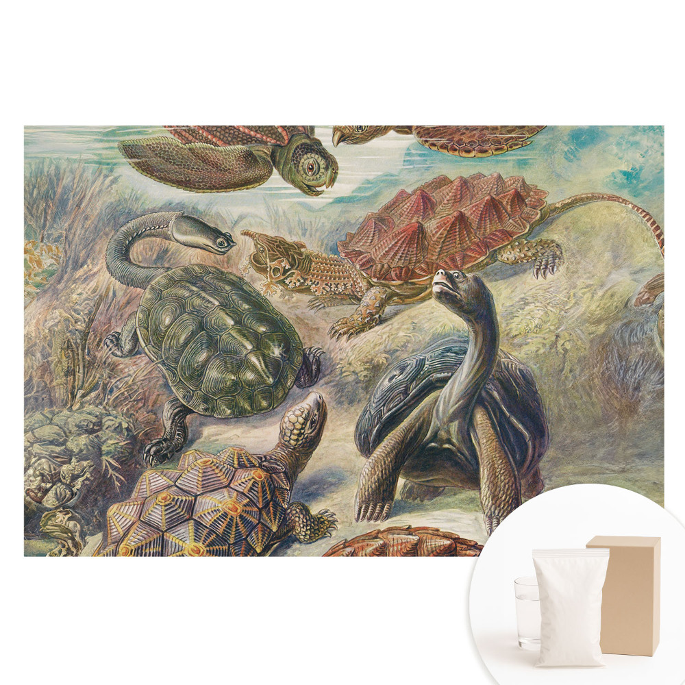 Papier peint photo grand format pour le mur Diverses tortues dans un décor aquatique