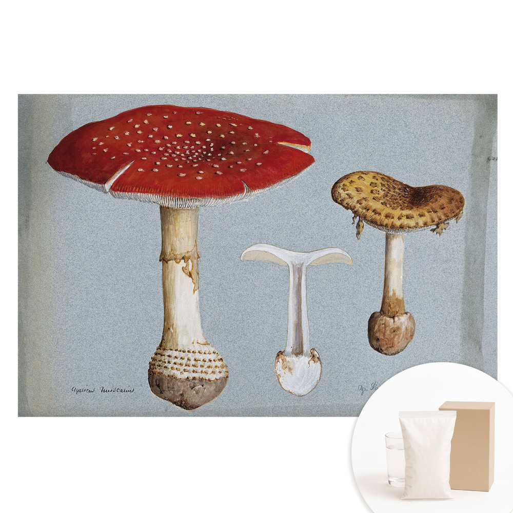 Papier peint intissé illustration de champignon style classique