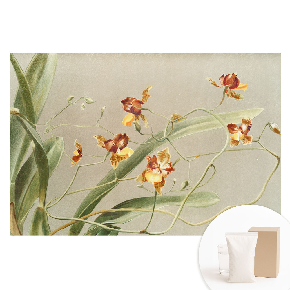 Papier peint photographique sur tissu non tissé De magnifiques orchidées sur un fond gris