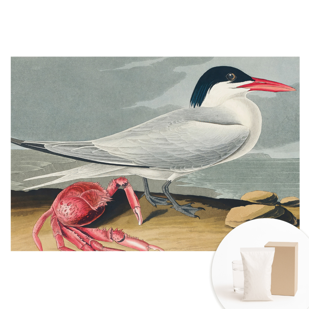 Papier peint photographique sur tissu non tissé L'oiseau et le crabe, un duo classique de la nature