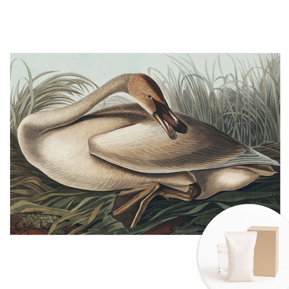 Papier peint photo sur tissu non tissé Un cygne classique avec des plantes en arrière-plan