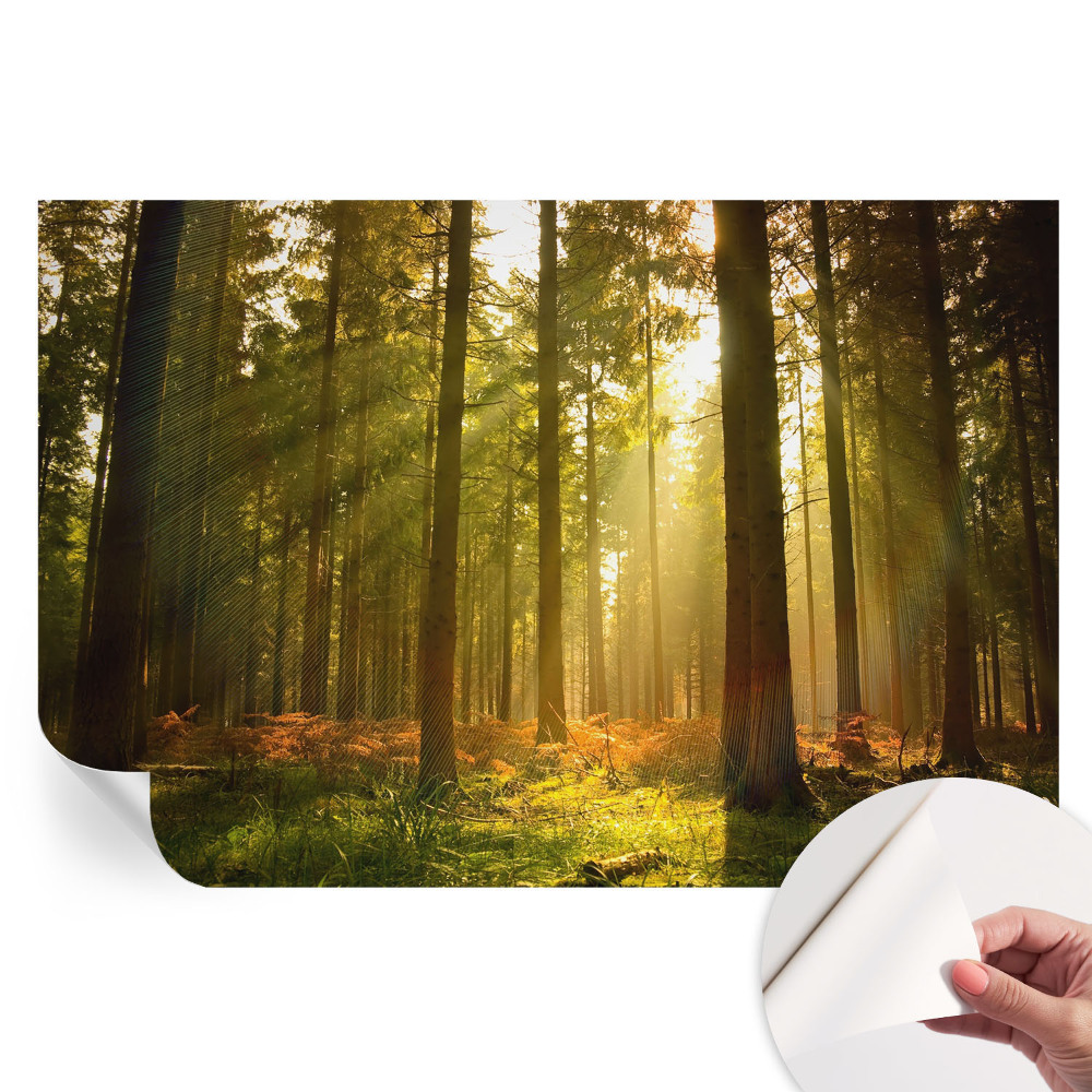 Papier peint photo autocollant pour la chambre Matin en forêt