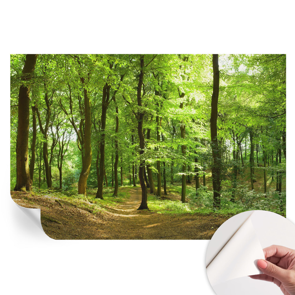 Papier peint photo autocollant Chemin naturel pour la chambre