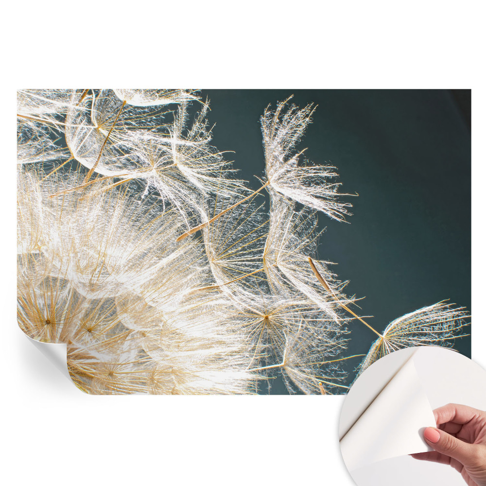 Papier peint photographique autocollant Pissenlit de légèreté