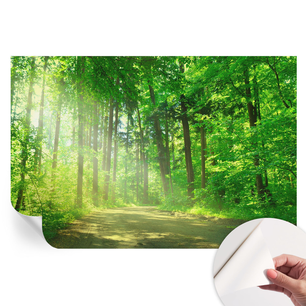 Papier peint photo moderne pour salon motif chemin forestier