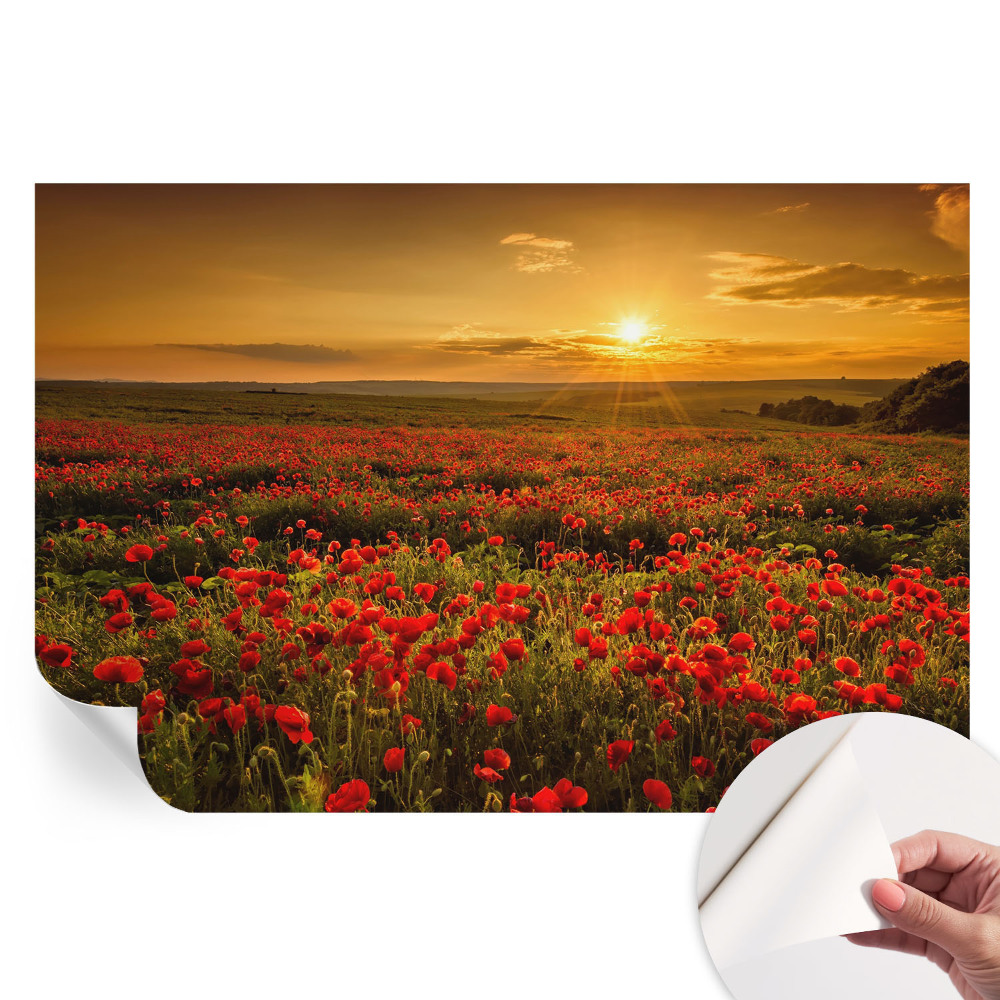 Papier peint photographique autocollant Champ de pavots
