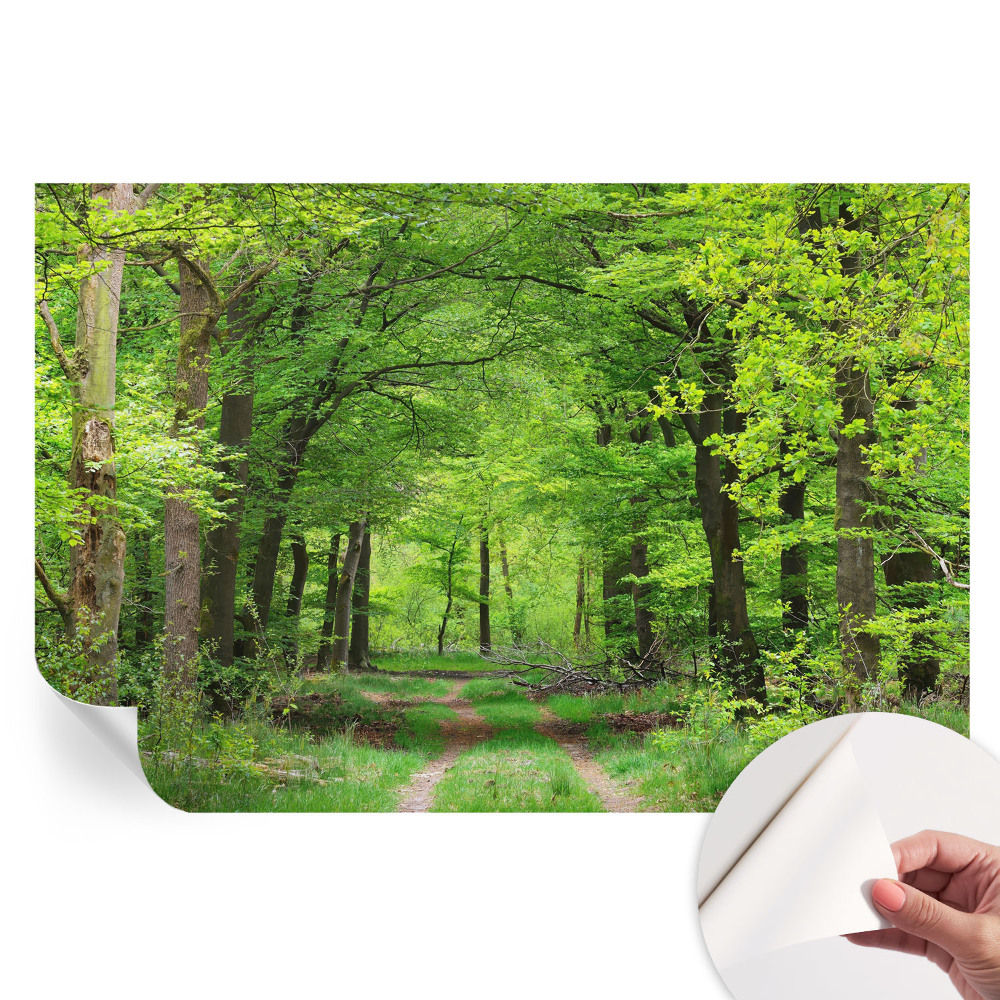 Papier peint autocollant pour le salon Chemin forestier