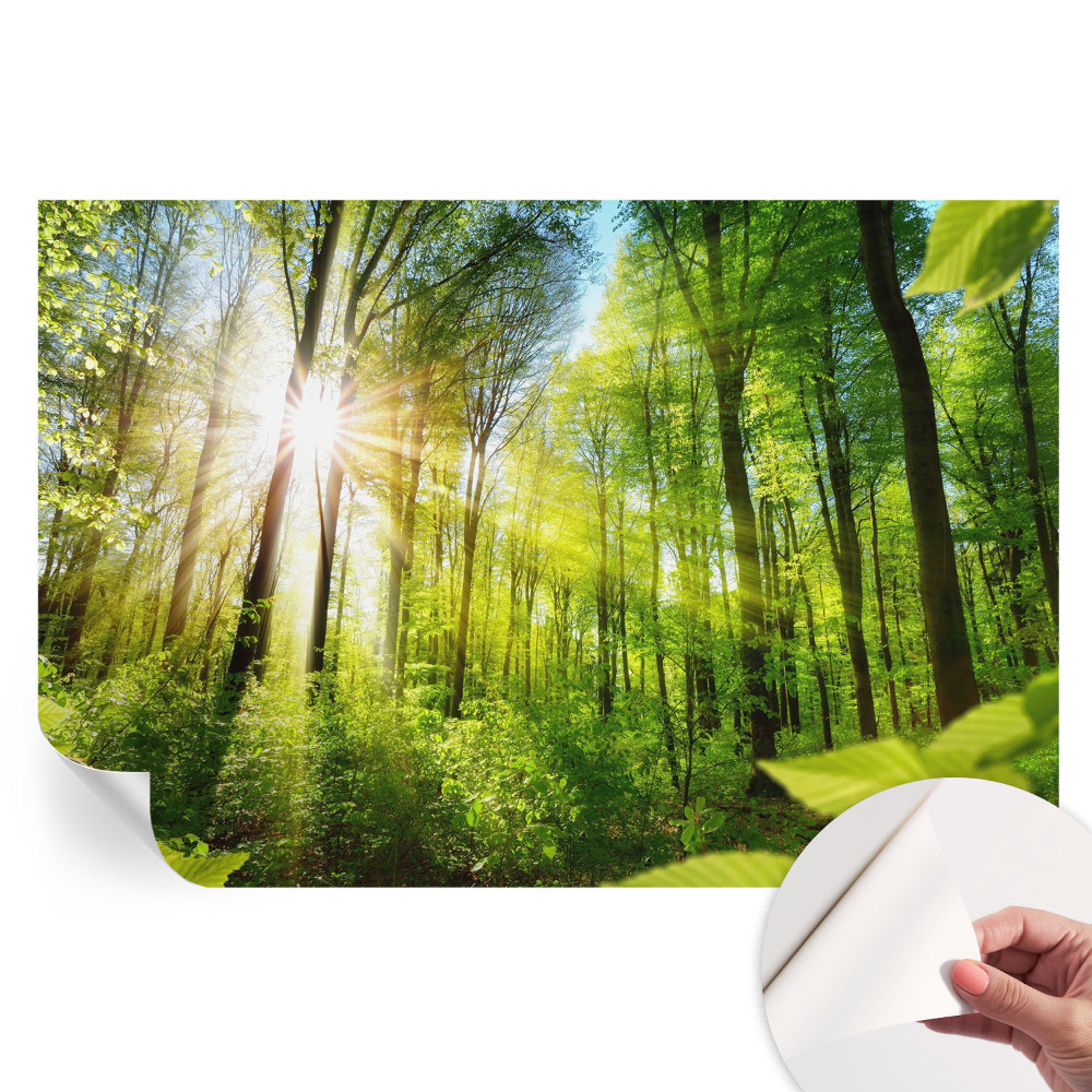 Fresque murale autocollante Lumière de forêt