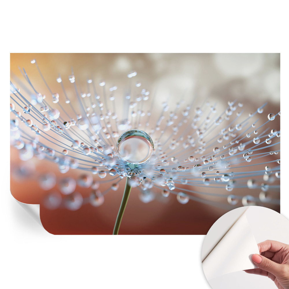 Papier peint photographique autocollant Une goutte sur un pissenlit