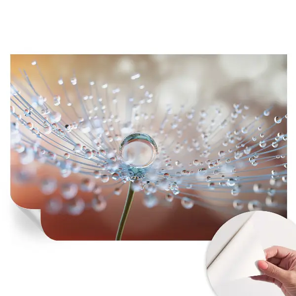 Papier peint photo autocollant Une goutte sur un pissenlit