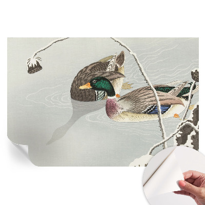 Papier peint photo moderne Canards calmes pour salon