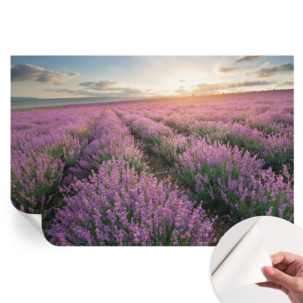 Fresque murale autocollante Champs de lavande