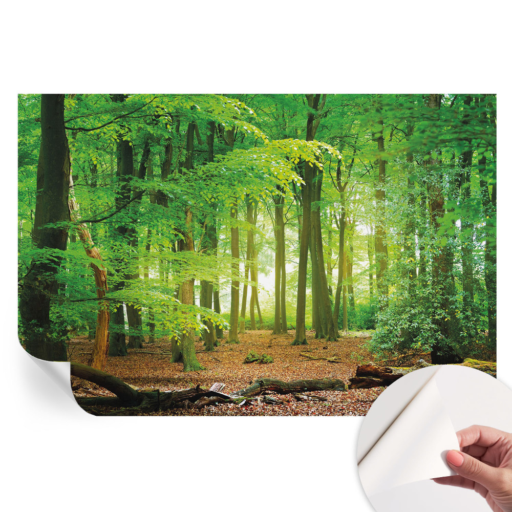 Papier peint photo autocollant pour la chambre Forêt verte