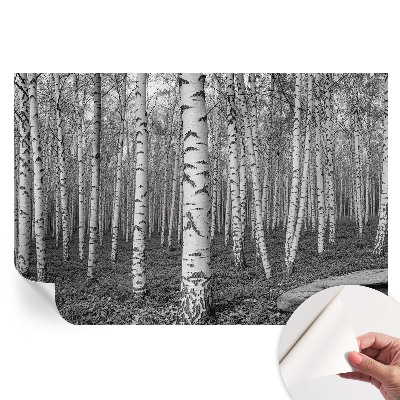 Fresque murale autocollante forêt de bouleaux